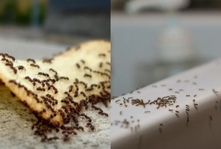 Πώς να απαλλαγείτε από τα μυρμήγκια στην κουζίνα με φυσικό τρόπο