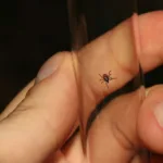 Τσιμπούρια: Πώς να τα ξεφορτωθείτε οριστικά από αυλή, σπίτι και κατοικίδια (χωρίς χημικά)