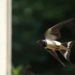 Πότε φεύγουν τα χελιδόνια; Οι ημερομηνίες και το εντυπωσιακό ταξίδι τους