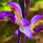 Πώς να κάνετε τις ορχιδέες να ανθίσουν με φυσικά υλικά από την κουζίνα σας