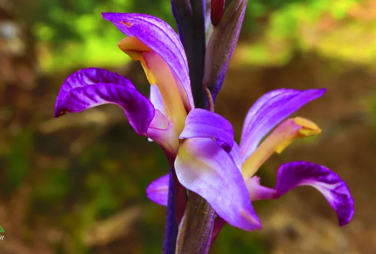 Πώς να κάνετε τις ορχιδέες να ανθίσουν με φυσικά υλικά από την κουζίνα σας