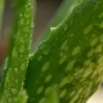 Ηλιακό έγκαυμα: Πώς να το αντιμετωπίσεις άμεσα και φυσικά