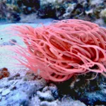 Θαλάσσια ανεμώνη: Πώς αντιμετωπίζεται το τσίμπημα