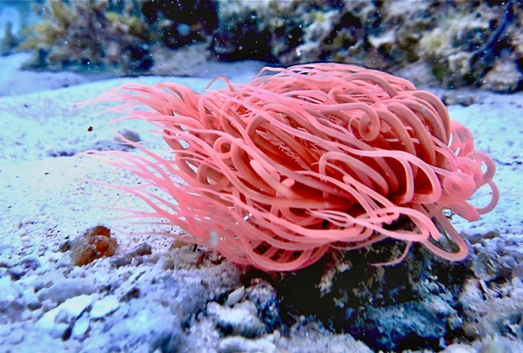Θαλάσσια ανεμώνη: Πώς αντιμετωπίζεται το τσίμπημα
