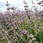 Πώς αυτά τα 5 Ελληνικά βότανα θα σε δροσίσουν το καλοκαίρι