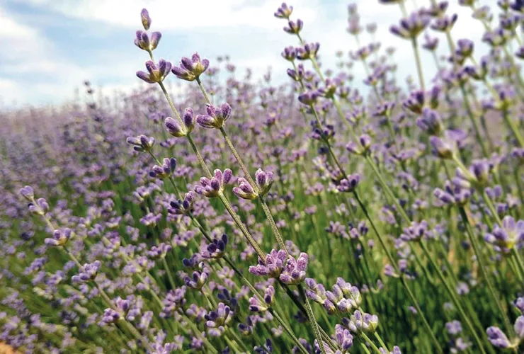 Πώς αυτά τα 5 Ελληνικά βότανα θα σε δροσίσουν το καλοκαίρι