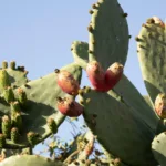 Φραγκόσυκα: Το super φρούτο του καλοκαιριού – Πώς να το καθαρίσεις χωρίς να γεμίσεις αγκάθια