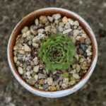 Το έξυπνο τρικ με πέτρες στις γλάστρες που προστατεύει τα φυτά και διώχνει τα κουνούπια