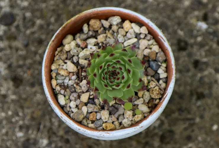 Το έξυπνο τρικ με πέτρες στις γλάστρες που προστατεύει τα φυτά και διώχνει τα κουνούπια