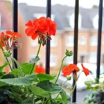 Σκνίπες στο σπίτι – Πώς να τις διώξεις αποτελεσματικά