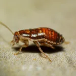 Τι τρώνε οι κατσαρίδες και τι ψάχνουν στο σπίτι σου; - Πώς να τις «απελάσεις» φυσικά