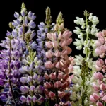 Το λούπινο επιστρέφει: Το «κρέας του φτωχού» που κερδίζει ξανά τη θέση του στο πιάτο