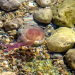 Τι να κάνεις αν σε τσιμπήσει μωβ μέδουσα – Πρώτες βοήθειες και τι να αποφύγεις