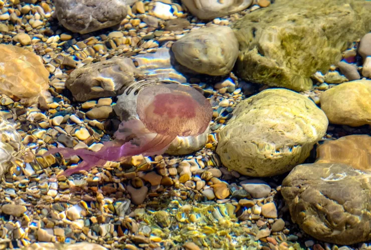 Τι να κάνεις αν σε τσιμπήσει μωβ μέδουσα – Πρώτες βοήθειες και τι να αποφύγεις