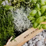 Φτιάξε μόνος σου μίνι παρτέρι με βότανα στο μπαλκόνι – χωρίς χώμα!