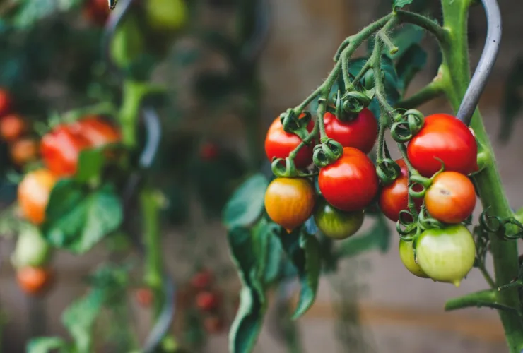 Ντομάτα: Φρούτο ή λαχανικό; Η απάντηση που σοκάρει τους περισσότερους!