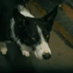 Καύσωνας: Πώς να προστατεύσουμε και να κρατήσουμε δροσερά τα κατοικίδιά μας