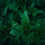 Τσίμπημα τσουκνίδας: Πώς να το αναγνωρίσεις, τι να κάνεις και πότε να πας γιατρό