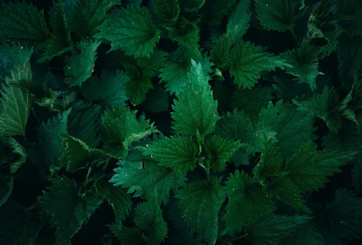 Τσίμπημα τσουκνίδας: Πώς να το αναγνωρίσεις, τι να κάνεις και πότε να πας γιατρό