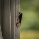 Τζιτζίκια: Οι αόρατοι μουσικοί του ελληνικού καλοκαιριού – Πώς ζουν, γιατί τραγουδούν και γιατί δεν τα βλέπουμε ποτέ