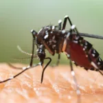 Το φυτό που διώχνει τα κουνούπια όλο το καλοκαίρι – Φυσική ασπίδα χωρίς κόπο