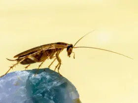 Κατσαρίδες παντού: Γιατί αυξάνονται επικίνδυνα και πώς θα προστατευτείς