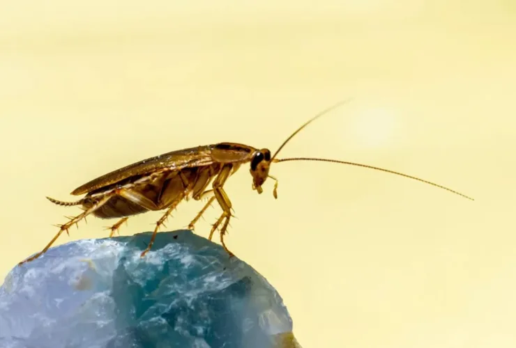 Κατσαρίδες παντού: Γιατί αυξάνονται επικίνδυνα και πώς θα προστατευτείς