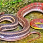 Τι να κάνεις αν πιάσεις ένα φίδι στην αυλή – Οδηγός επιβίωσης