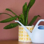 Πώς έσωσα τα φυτά μου από τον καύσωνα – 3 λάθη που έκανα πριν το μάθω