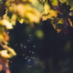 Ιός του Δυτικού Νείλου: Πώς να προστατευτείς από τα κουνούπια – Τα βασικά μέτρα