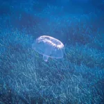 Πριν πας για μπάνιο, δες τον live χάρτη με τσούχτρες στην Ελλάδα – Τι να προσέχεις και πώς να προστατευτείς