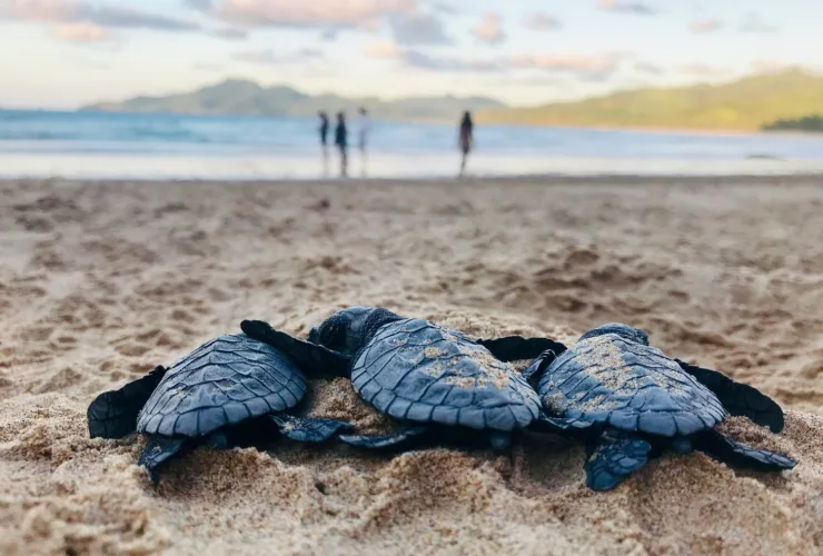 Τι να κάνεις αν δεις χελωνάκια στην παραλία