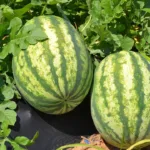 Πώς θα διαλέξεις γλυκό καρπούζι σε 5″ — Πρακτικός οδηγός