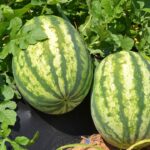 Πώς θα διαλέξεις γλυκό καρπούζι σε 5″ — Πρακτικός οδηγός