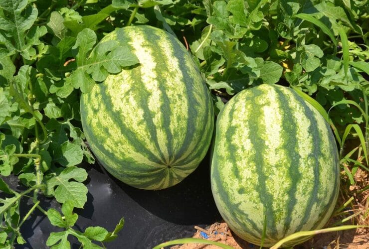 Πώς θα διαλέξεις γλυκό καρπούζι σε 5″ — Πρακτικός οδηγός