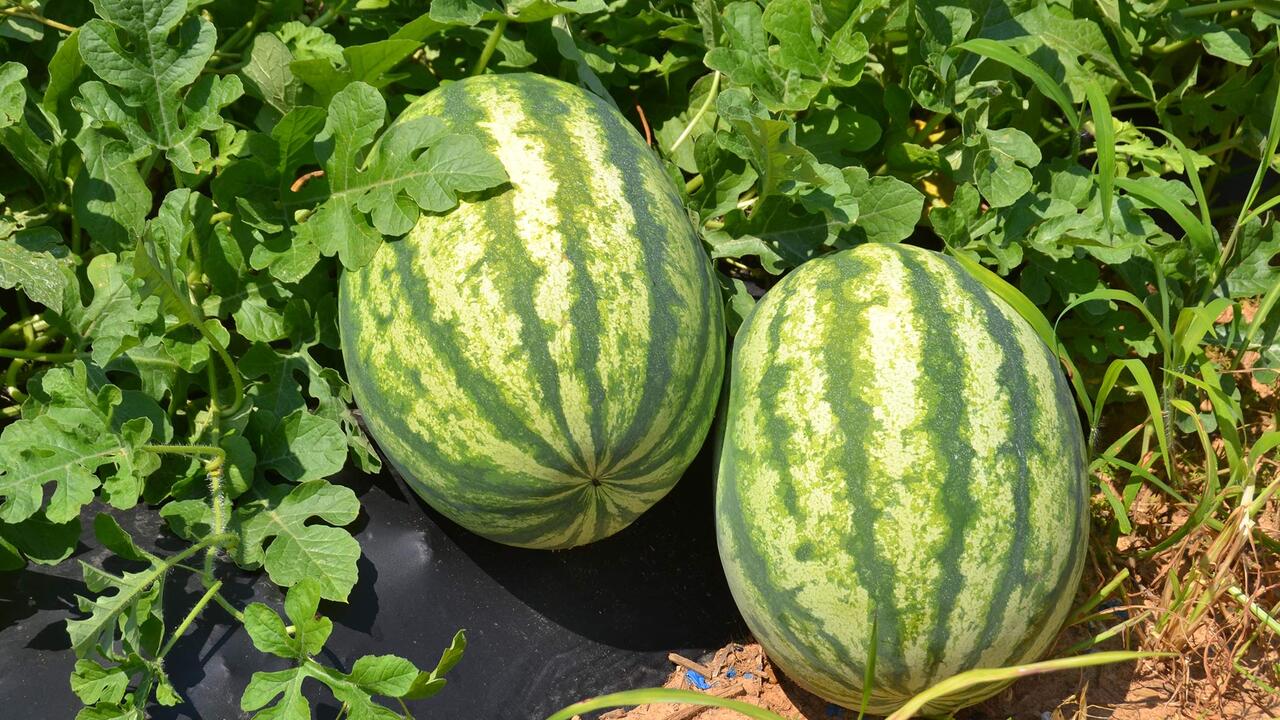 Πώς θα διαλέξεις γλυκό καρπούζι σε 5″ — Πρακτικός οδηγός