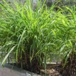 Το κόλπο με ένα φυτό που εξαφανίζει τα κουνούπια – Χωρίς χημικά!