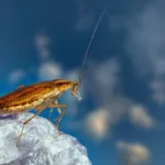 Κατσαρίδες τέλος: Το φυσικό «όπλο» που κρύβει η κουζίνα σου