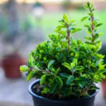 Πώς θα έχετε πάντα αρωματικά φύλλα και υπέροχα άνθη μαντζουράνας στο μπαλκόνι σας