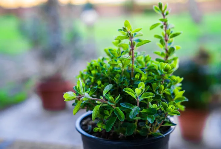 Πώς θα έχετε πάντα αρωματικά φύλλα και υπέροχα άνθη μαντζουράνας στο μπαλκόνι σας
