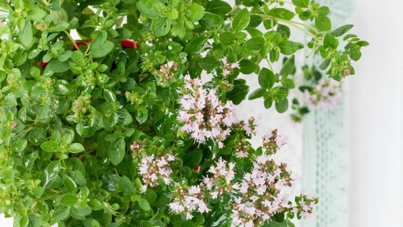 Η μαντζουράνα ευδοκιμεί σε θερμό κλίμα και μπορεί να καλλιεργηθεί και σε γλάστρα/ Φωτογραφία: Shutterstock