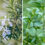 11 φυτά που διώχνουν τις μύγες – Φυσική, μυρωδάτη ασπίδα για το μπαλκόνι και τον κήπο