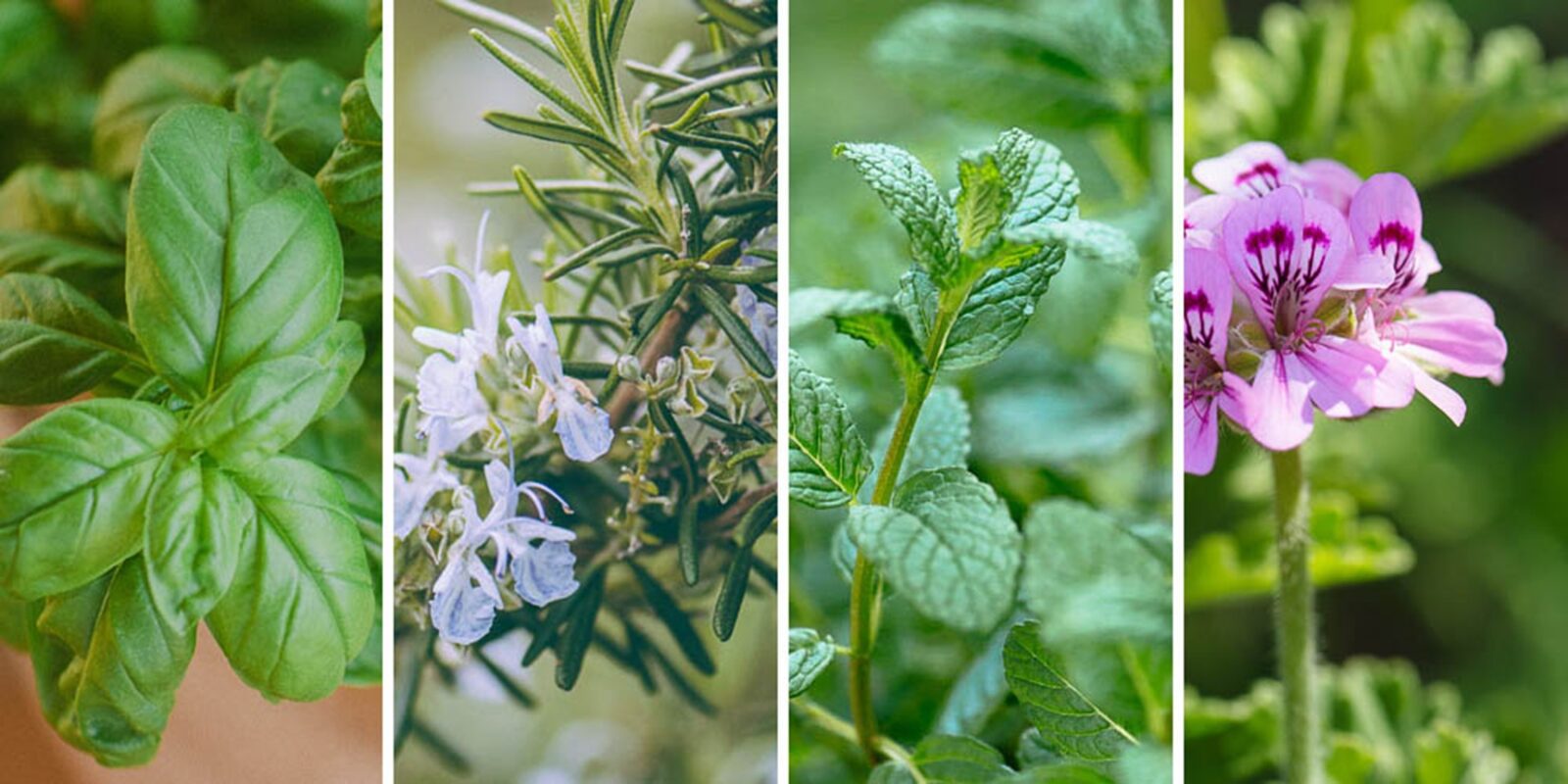 11 φυτά που διώχνουν τις μύγες – Φυσική, μυρωδάτη ασπίδα για το μπαλκόνι και τον κήπο