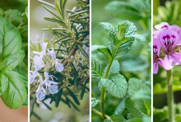 11 φυτά που διώχνουν τις μύγες – Φυσική, μυρωδάτη ασπίδα για το μπαλκόνι και τον κήπο