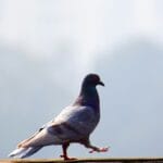 Τέλος τα περιστέρια στο μπαλκόνι – Το φυσικό σπρέι που τα διώχνει χωρίς να τα βλάπτει