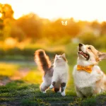 5 tips για να κρατήσετε τα κατοικίδιά σας δροσερά το καλοκαίρι