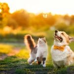 5 tips για να κρατήσετε τα κατοικίδιά σας δροσερά το καλοκαίρι