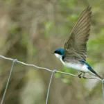 Πότε φεύγουν τα χελιδόνια; Οι ημερομηνίες και το εντυπωσιακό ταξίδι τους