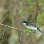 Πότε φεύγουν τα χελιδόνια; Οι ημερομηνίες και το εντυπωσιακό ταξίδι τους