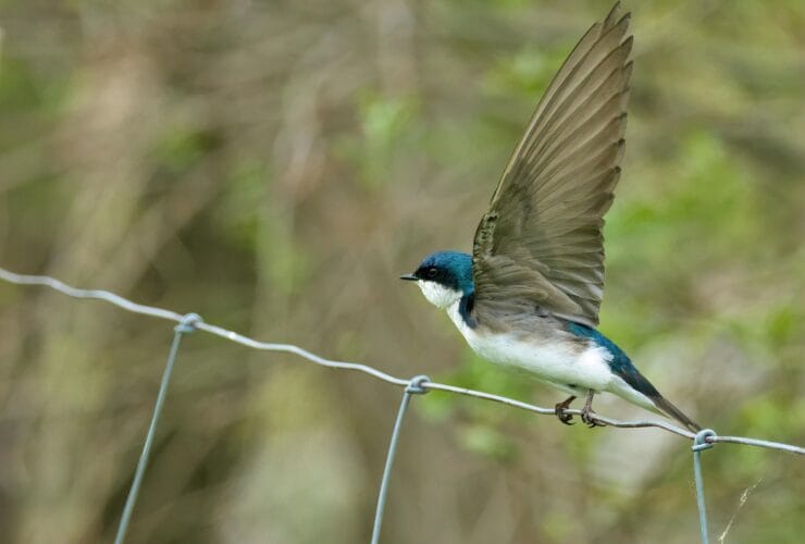 Πότε φεύγουν τα χελιδόνια; Οι ημερομηνίες και το εντυπωσιακό ταξίδι τους